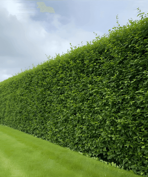 Hedge Trimmed at a house