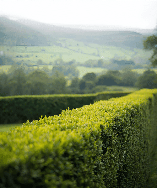 Hedge trimming around a property